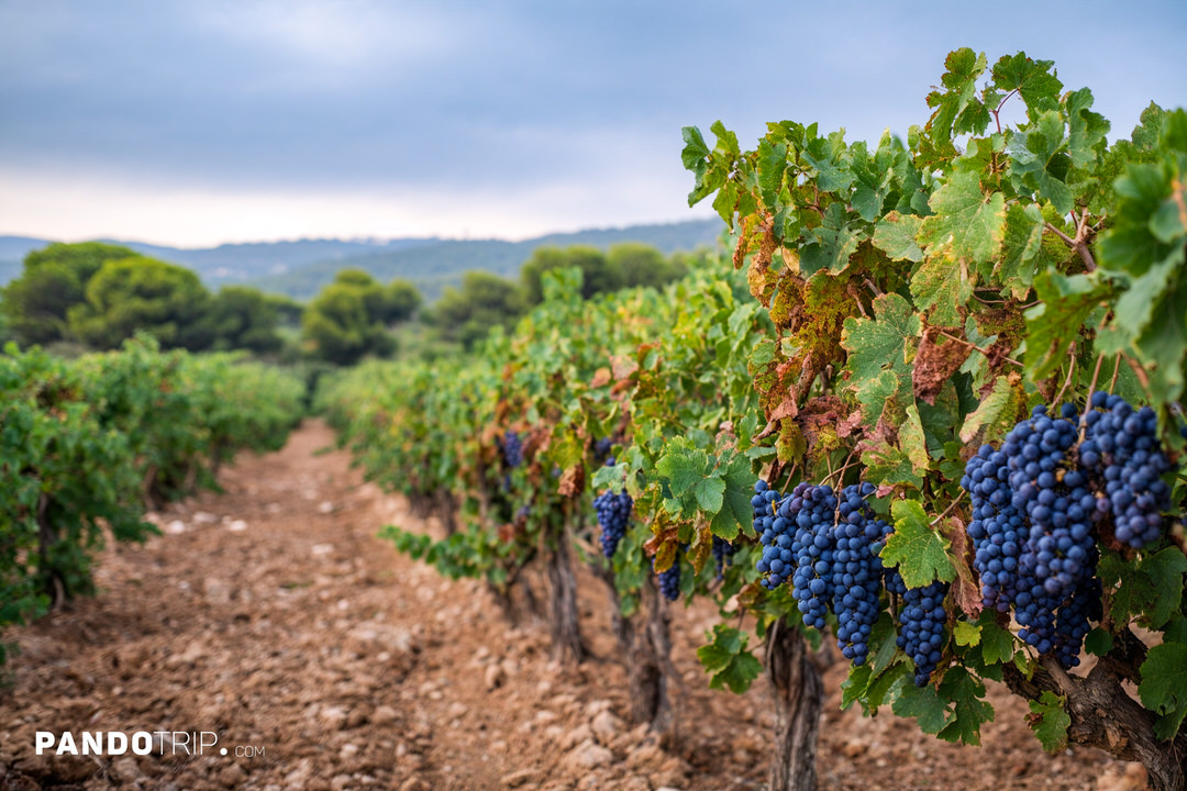 Mas Molla vineyards in the Calonge-Sant Antoni wine area, part of the DO Empordà wine region