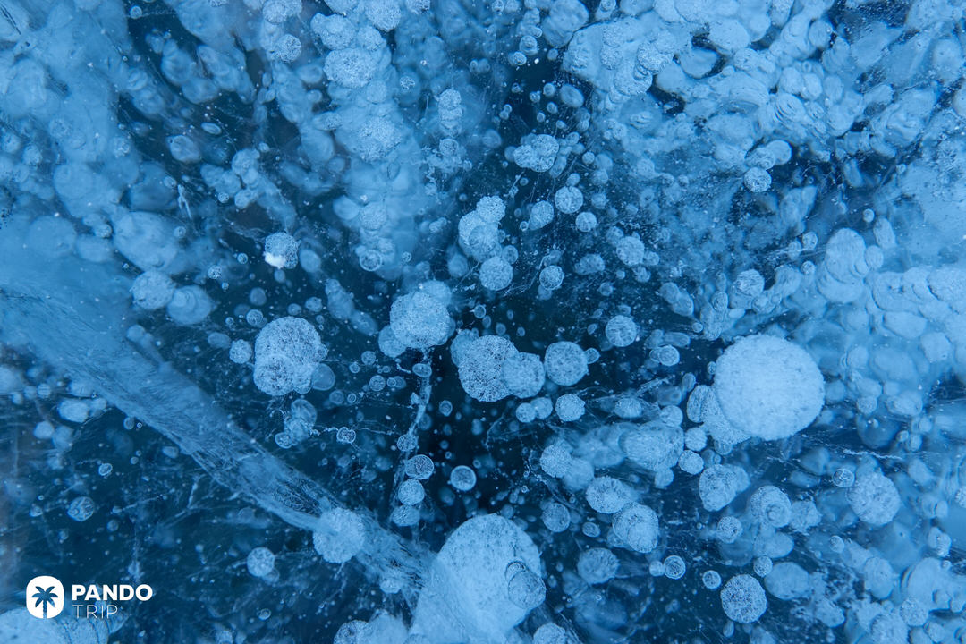 Close-up view of frozen methane bubbles suspended in ice at Abraham Lake, forming a surreal and intricate winter pattern.