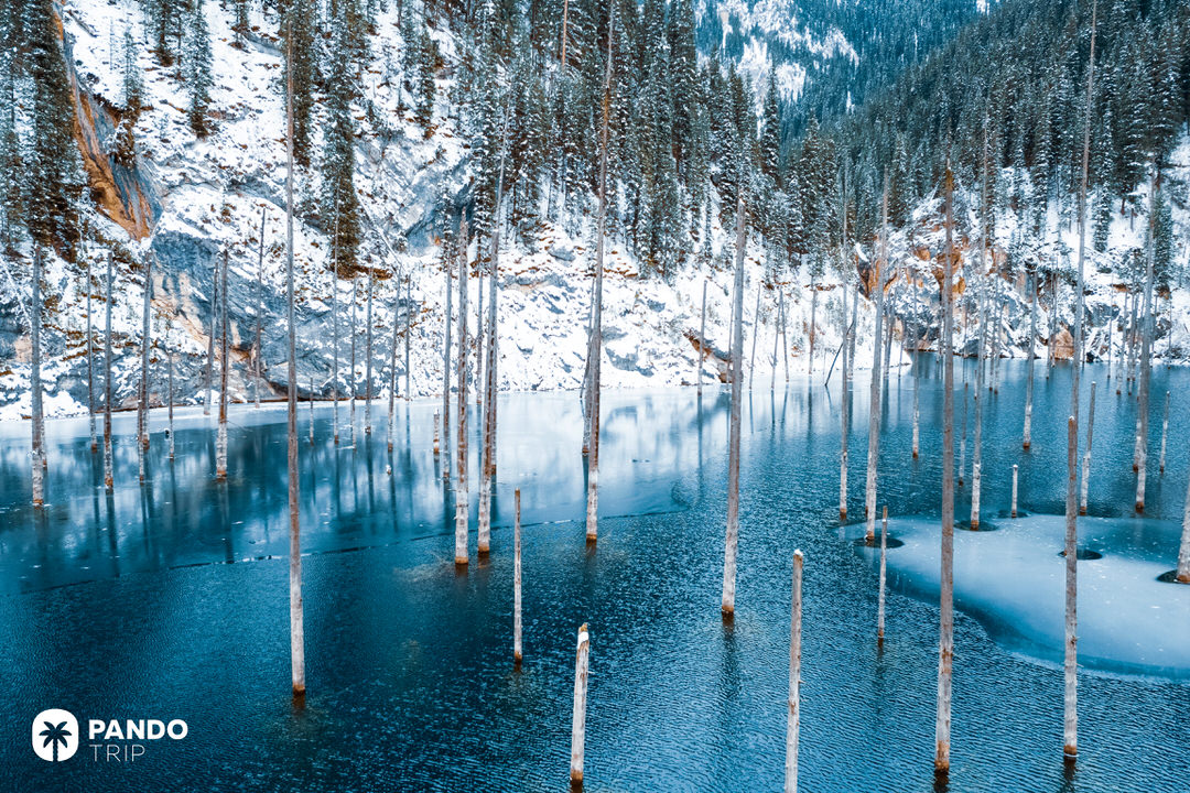 Trunks of submerged spruce trees rising from the icy waters of Lake Kaindy, surrounded by snow-covered cliffs and pine forest.