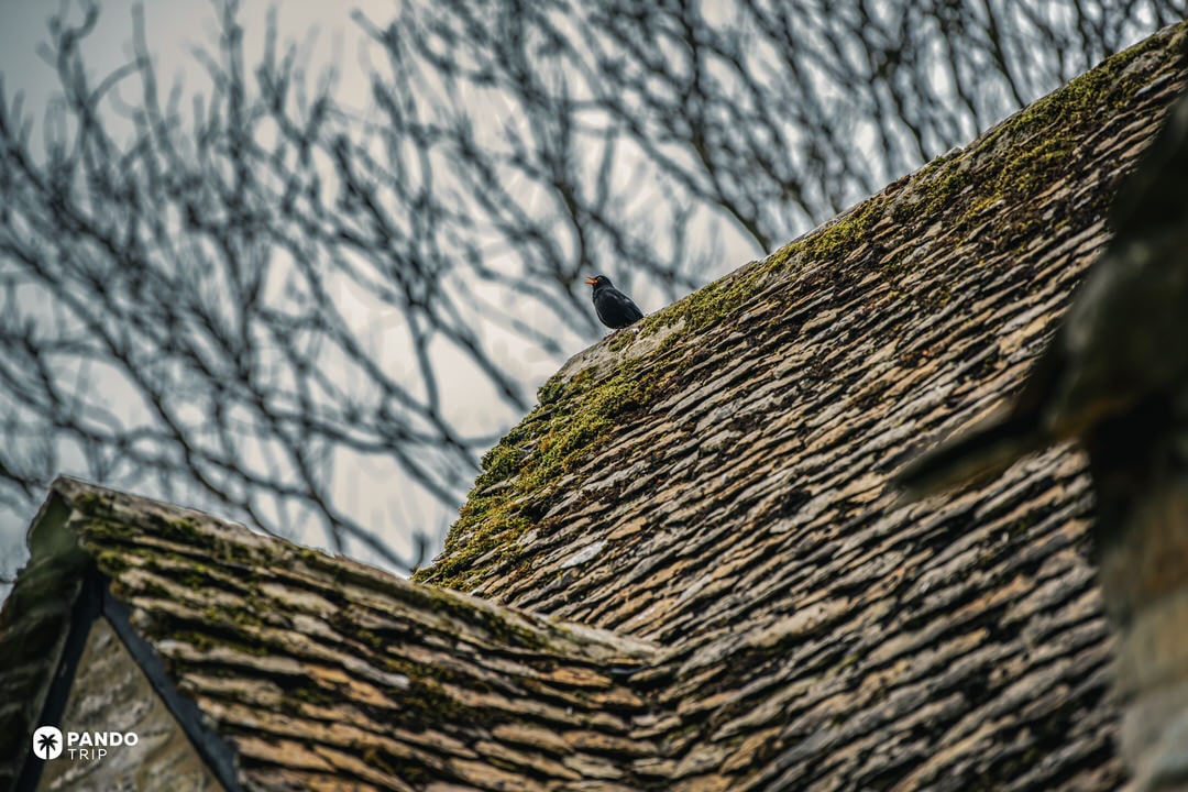 Blackbird singing on moss-covered Cotswold stone-slate roof in Bibury village