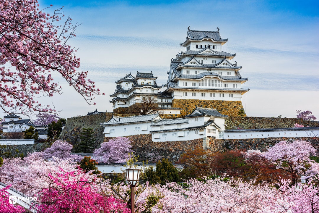 White Heron Himeji Castle framed by pink cherry blossoms under blue sky