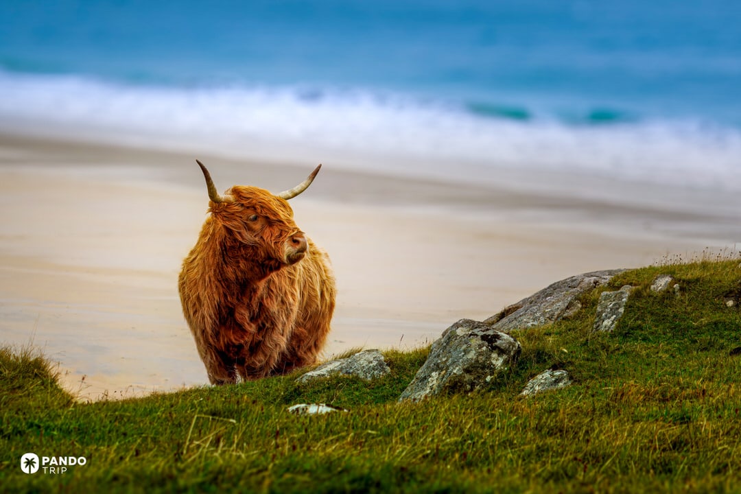 Highland cow above the sands of Luskentyre Beach with Atlantic surf beyond.