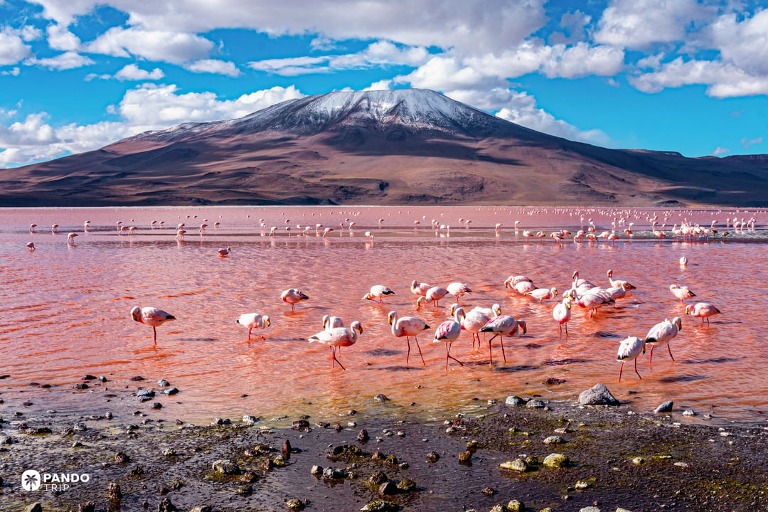 Laguna Colorada’s red waters with Andean flamingos in southwest Bolivia.