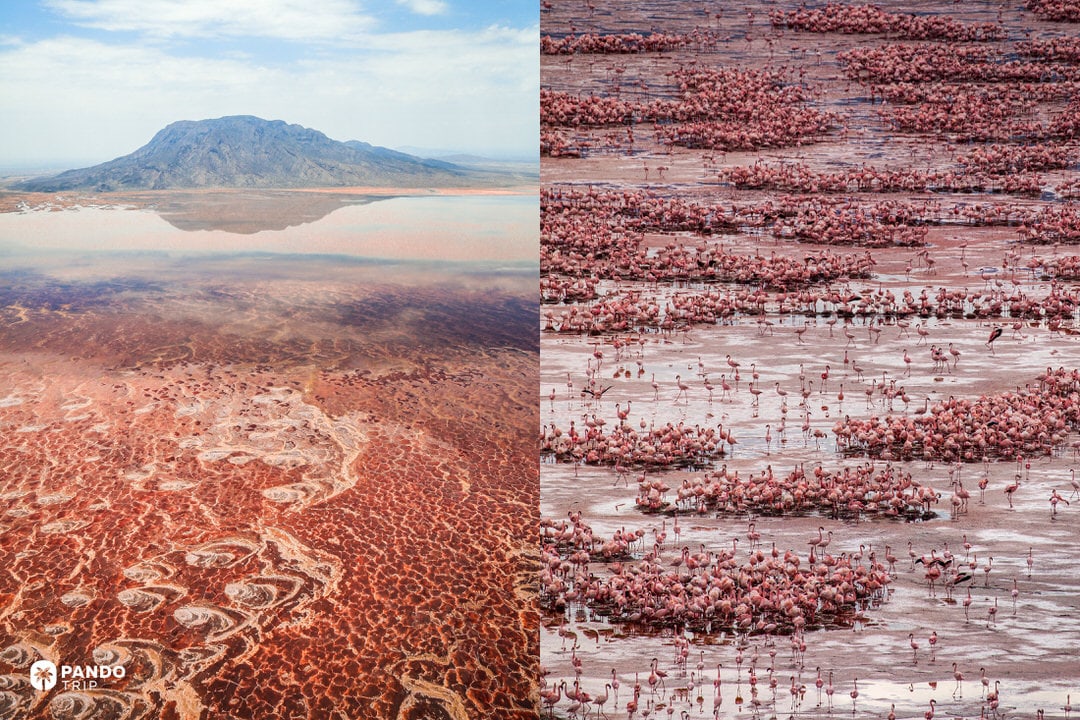 Aerial mosaic of Lake Natron’s patterned flats beside massed flamingo colonies.