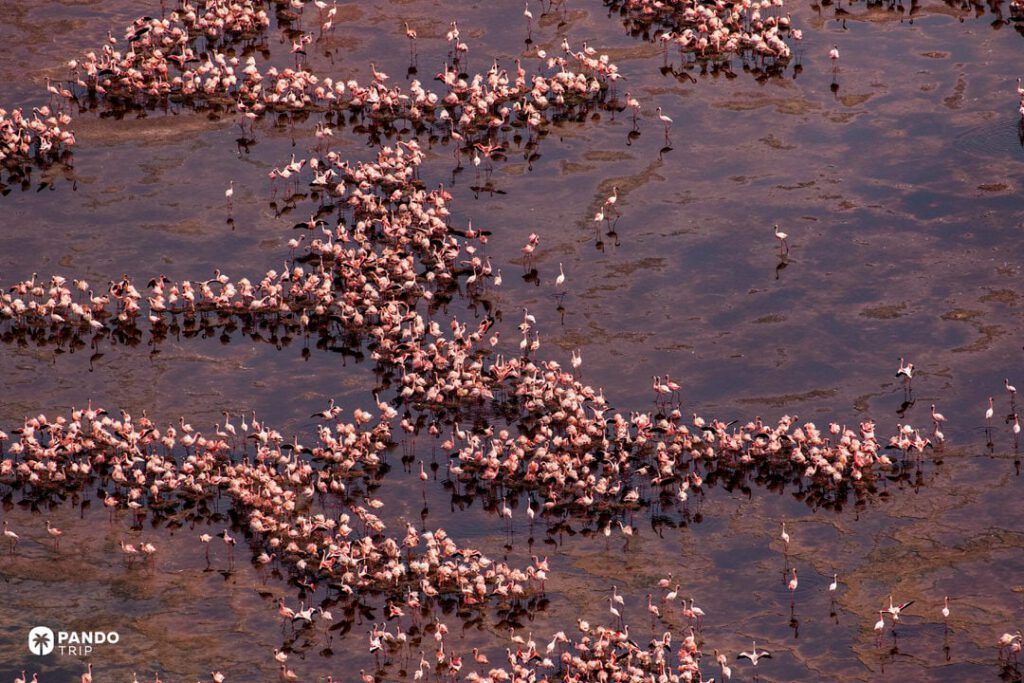 Aerial view of lesser flamingos clustered on shallow pans at Lake Natron, Tanzania.