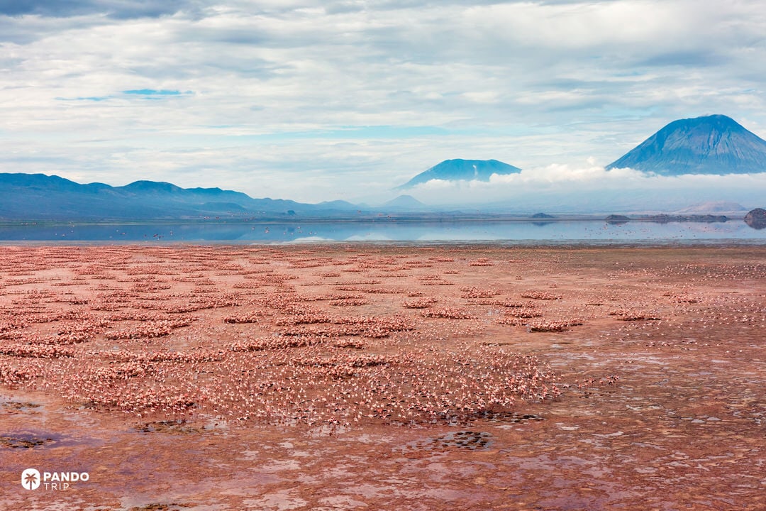 Vast flocks of lesser flamingos on Lake Natron’s shallow flats.