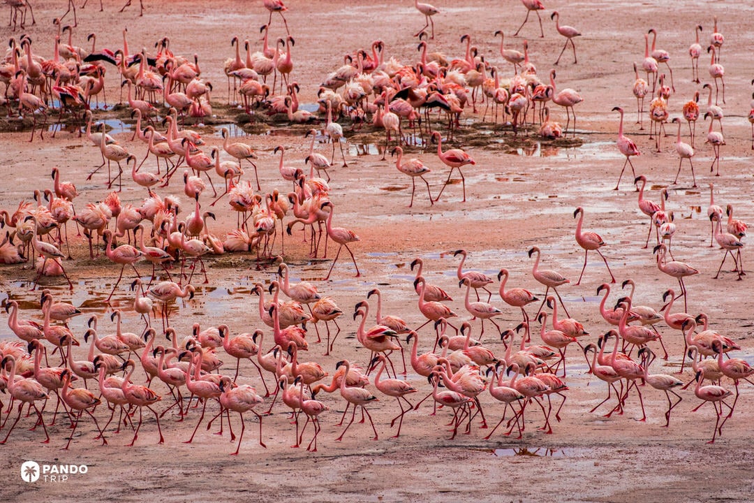 Groups of lesser flamingos wading across soda-mud flats at Lake Natron.