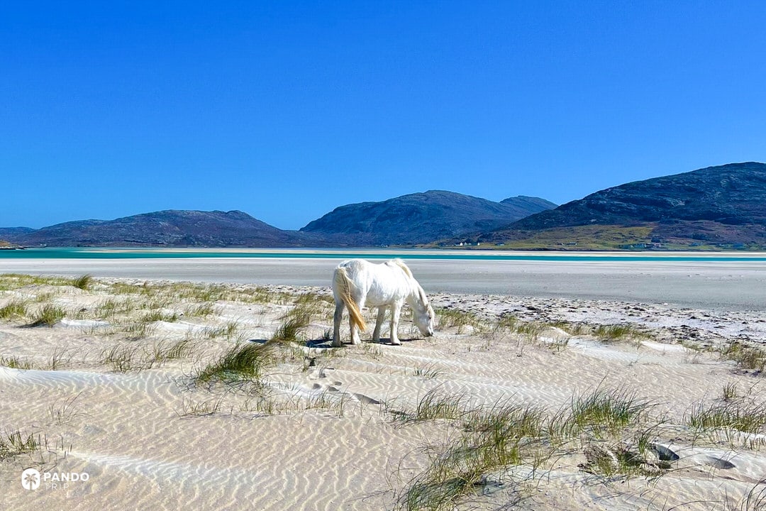 White Highland pony grazing on Luskentyre Beach dunes with turquoise water and North Harris hills behind.