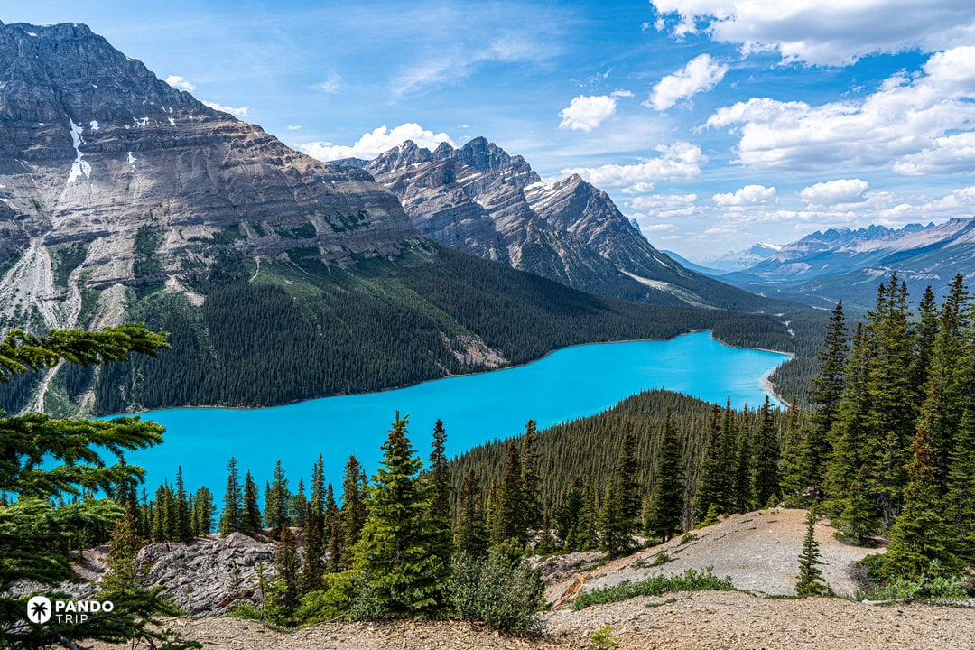 Peyto Lake viewed from the Bow Summit overlook in Banff National Park, Canada.