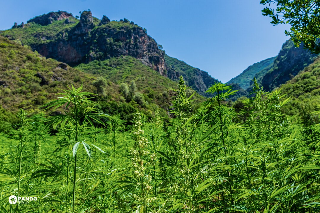 Green cannabis plants growing in the Rif Mountains near Chefchaouen, Morocco