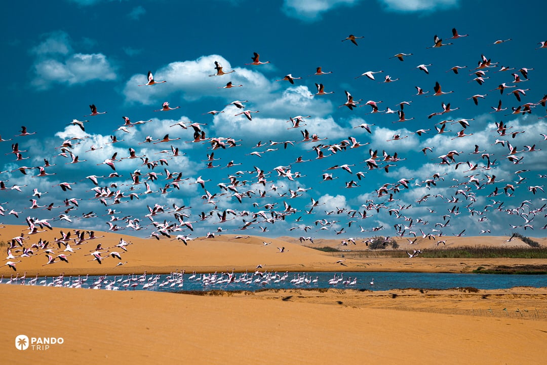 Flamingos flying above Walvis Bay Lagoon in Namibia with desert dunes in the background