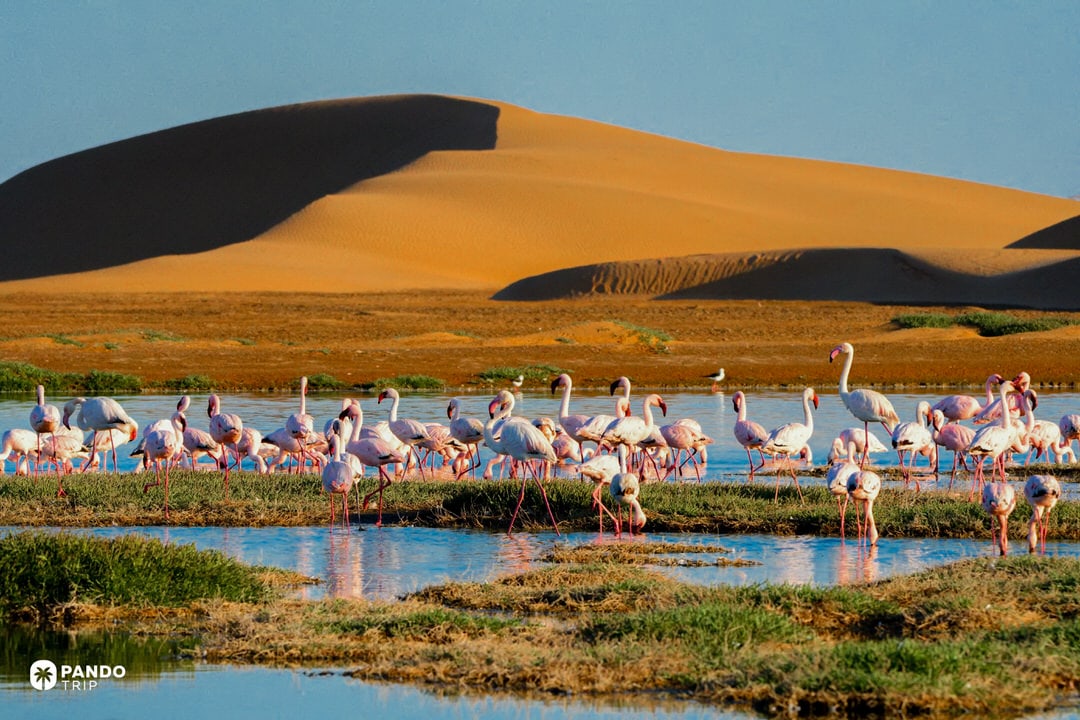 Flamingos feeding in Walvis Bay Lagoon, Namibia, with desert dunes in the background